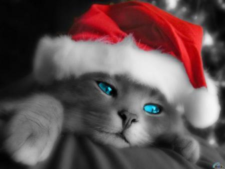 Les Origines du Chat
